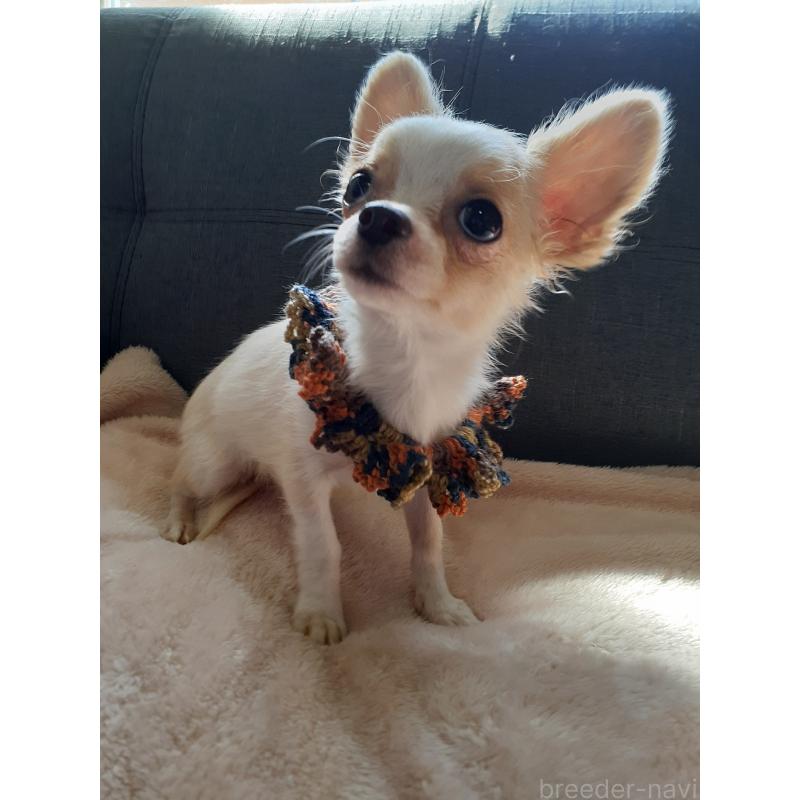 販売中の熊本県のチワワ(ロングコート)-418356の3枚目