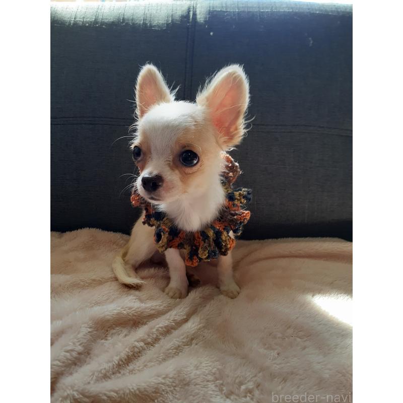 販売中の熊本県のチワワ(ロングコート)-418356の2枚目