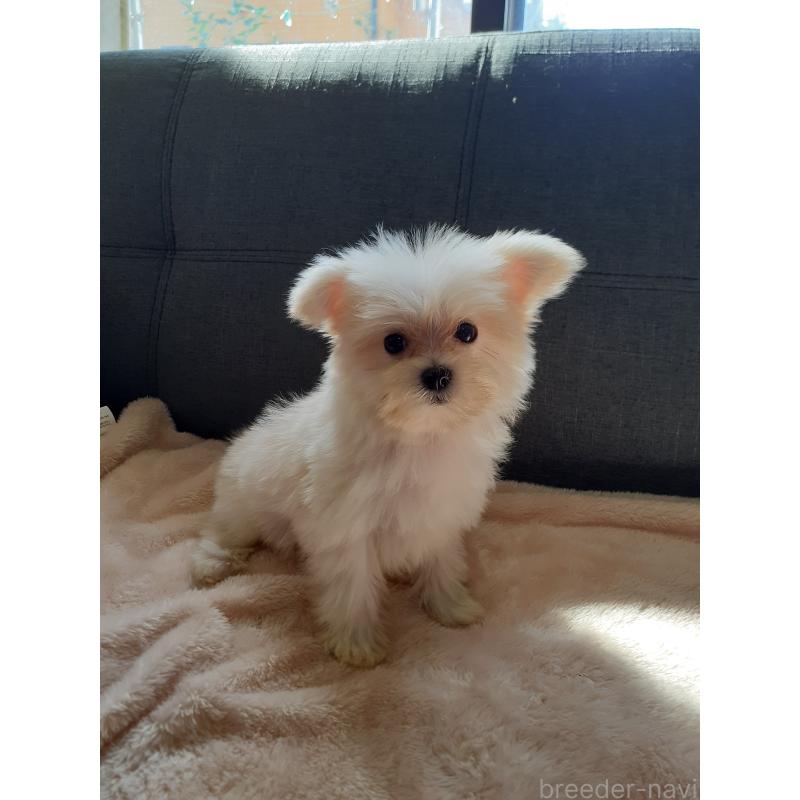 販売中の熊本県のポメマル:ポメラニアン×マルチーズ-426674の3枚目
