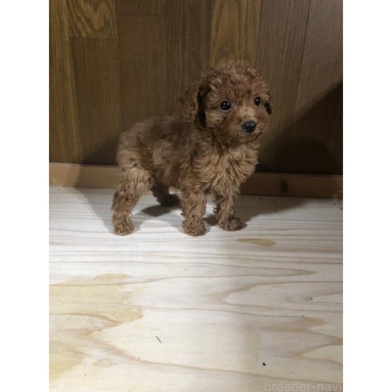 成約済の兵庫県のトイプードル-425639の21枚目