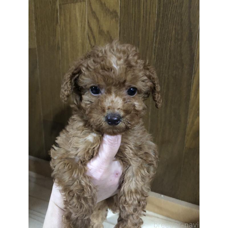 販売中の兵庫県のトイプードル-425639