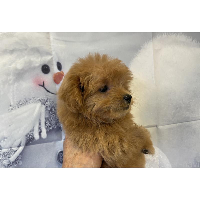 販売中の北海道のミックス犬-421320の7枚目