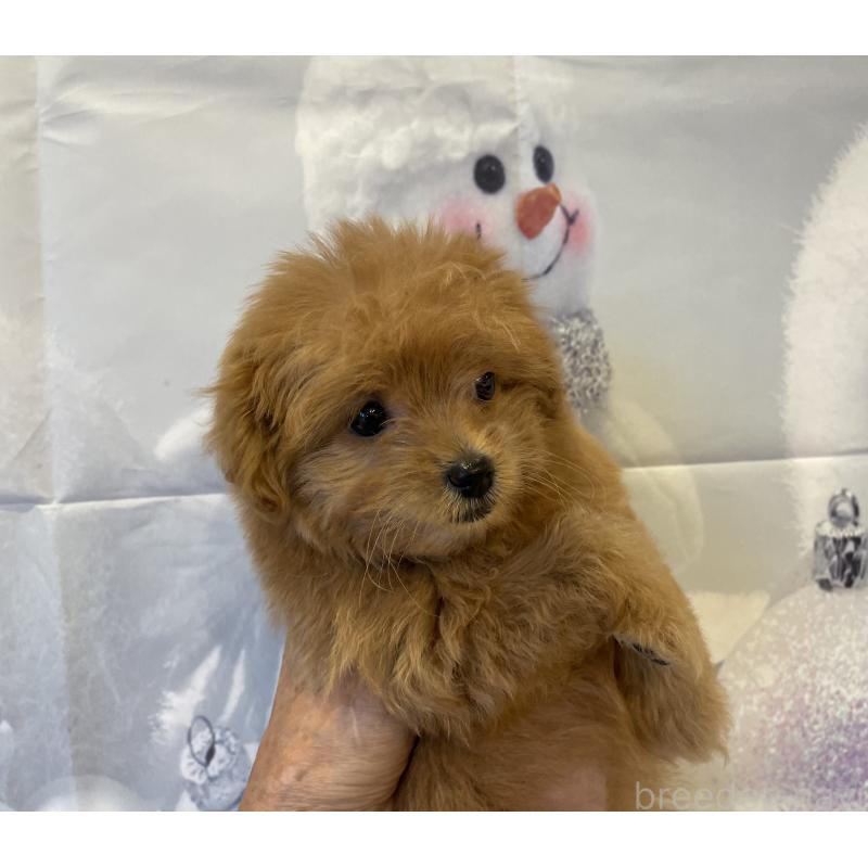 販売中の北海道のミックス犬-421320の4枚目