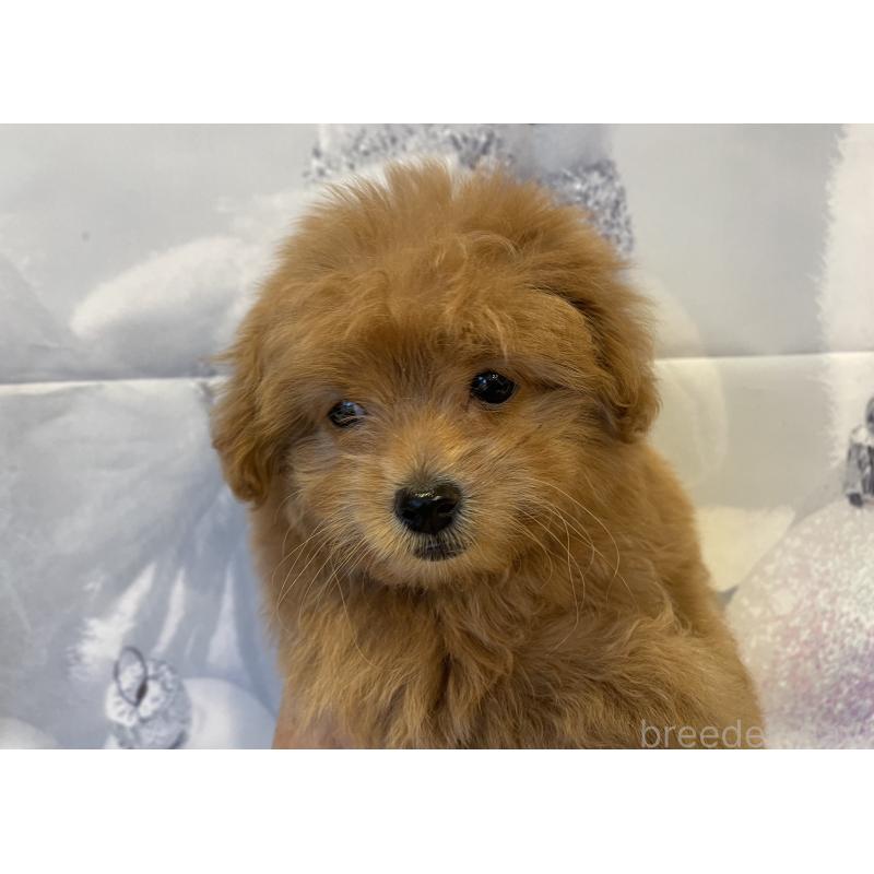 販売中の北海道のミックス犬-421320の3枚目