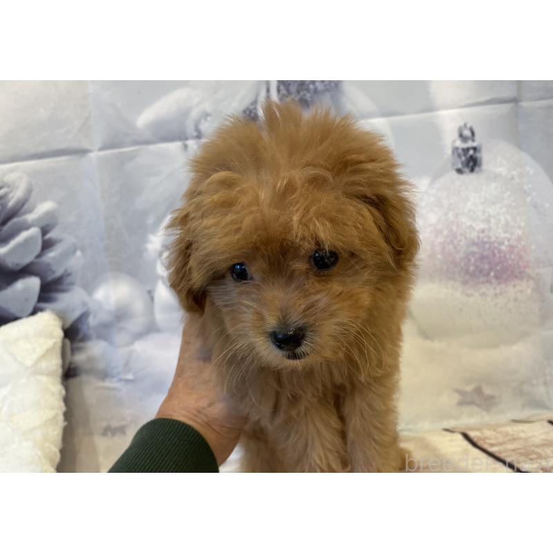 販売中の北海道のミックス犬-421320の2枚目