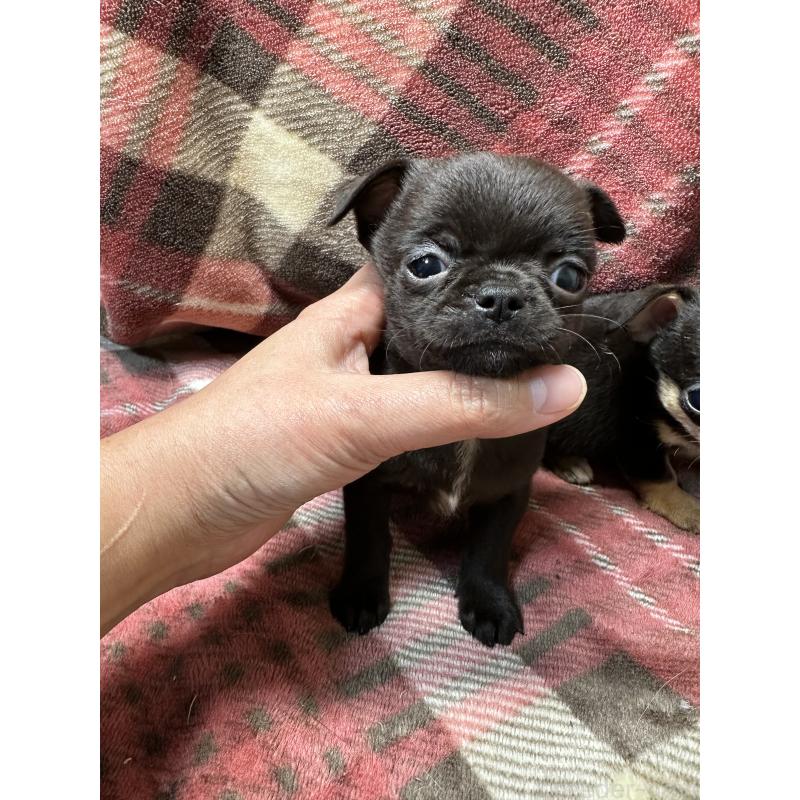 販売中の福島県のチワワ(スムースコート)-426678の4枚目