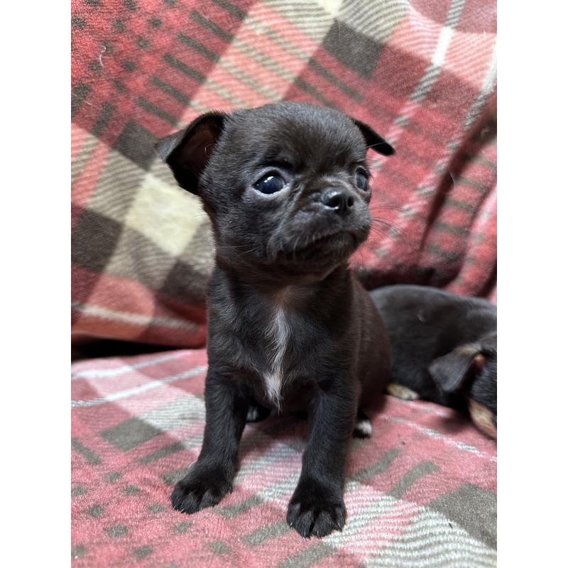 販売中の福島県のチワワ(スムースコート)-426678の3枚目