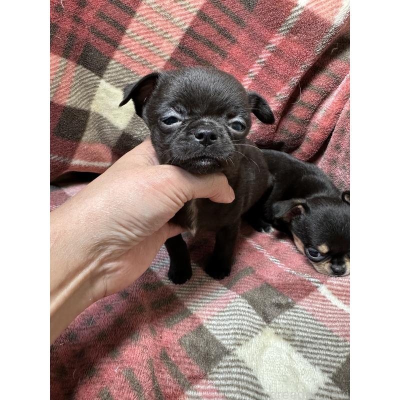 販売中の福島県のチワワ(スムースコート)-426678の2枚目