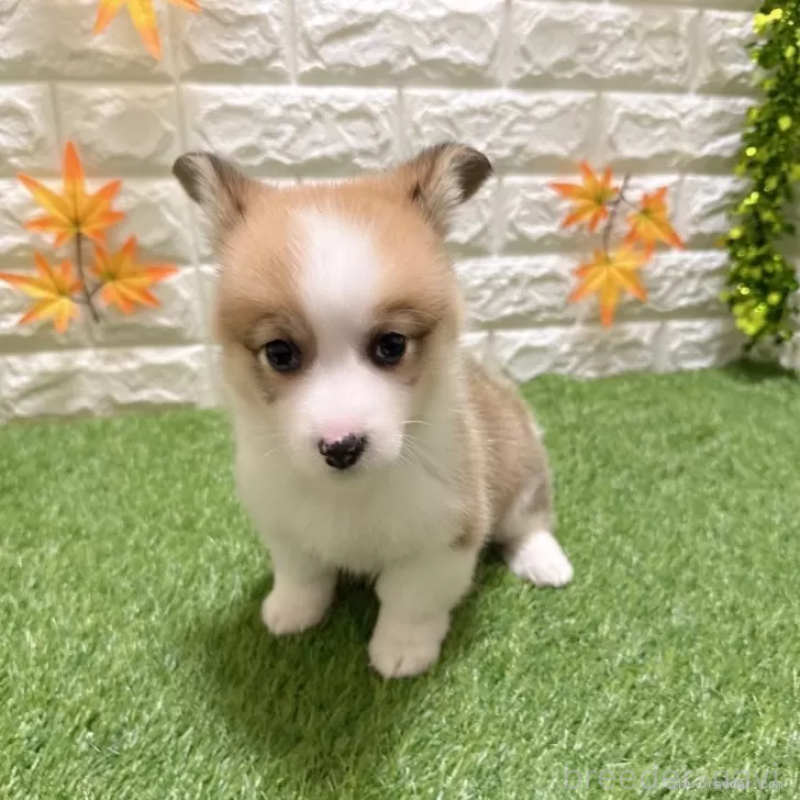 販売中の愛知県のウェルシュコーギーペンブローク-423513