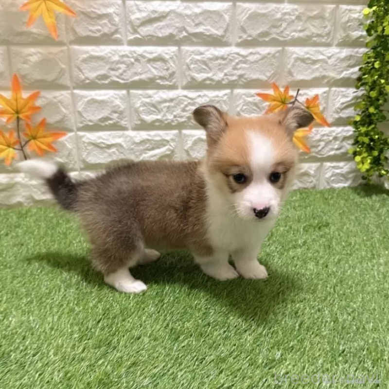 成約済の愛知県のウェルシュコーギーペンブローク-423513の5枚目