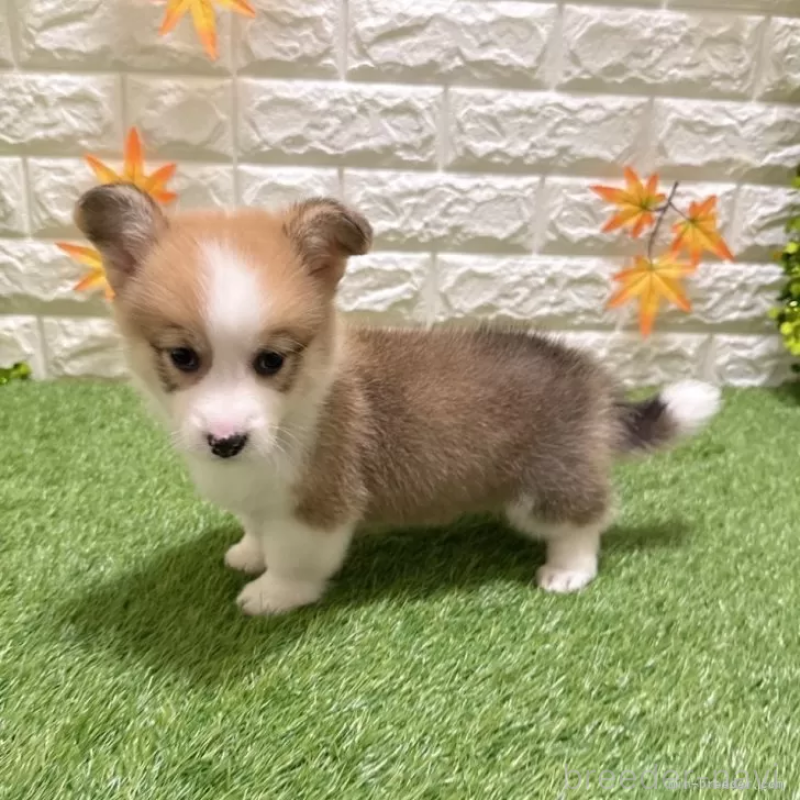 成約済の愛知県のウェルシュコーギーペンブローク-423513の4枚目