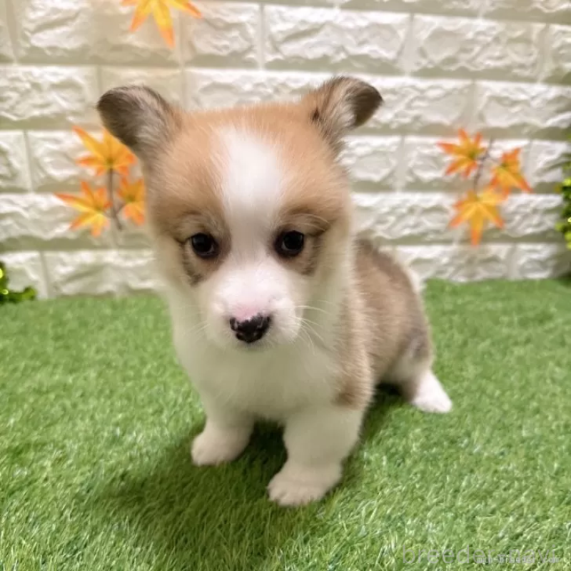 成約済の愛知県のウェルシュコーギーペンブローク-423513の3枚目