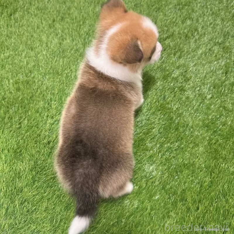 成約済の愛知県のウェルシュコーギーペンブローク-423513の2枚目