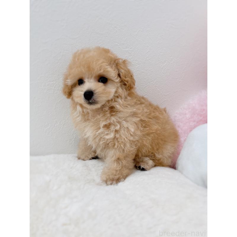 販売中の福岡県のティーカッププードル-426684の7枚目