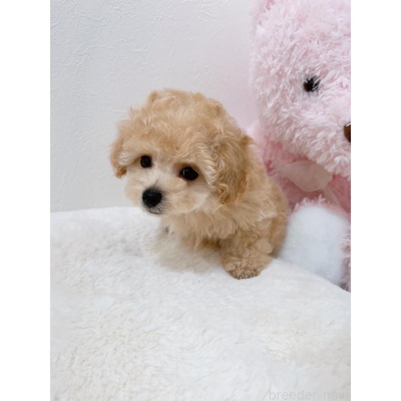 販売中の福岡県のティーカッププードル-426684の6枚目