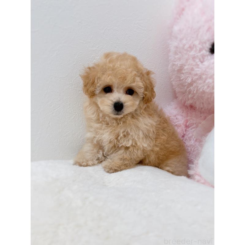 販売中の福岡県のティーカッププードル-426684の5枚目