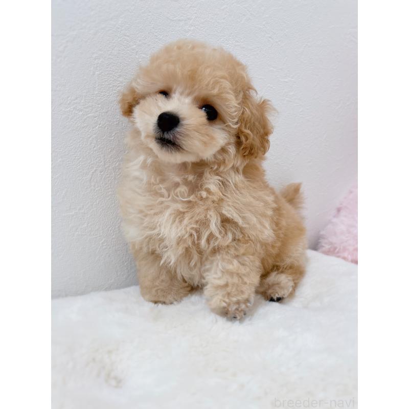 販売中の福岡県のティーカッププードル-426684の4枚目