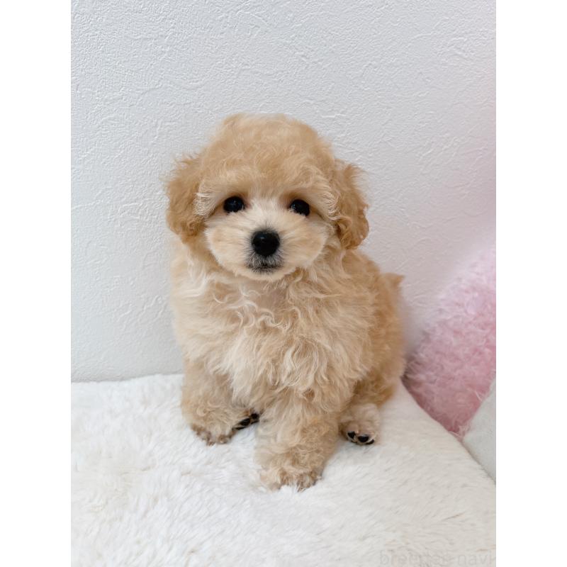 販売中の福岡県のティーカッププードル-426684の3枚目