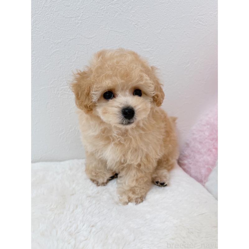 販売中の福岡県のティーカッププードル-426684の2枚目