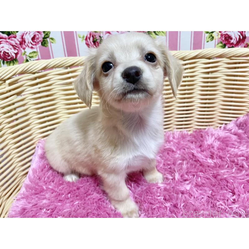 販売中の秋田県のチワックス:チワワ×ミニチュアダックスフンド-424769の10枚目