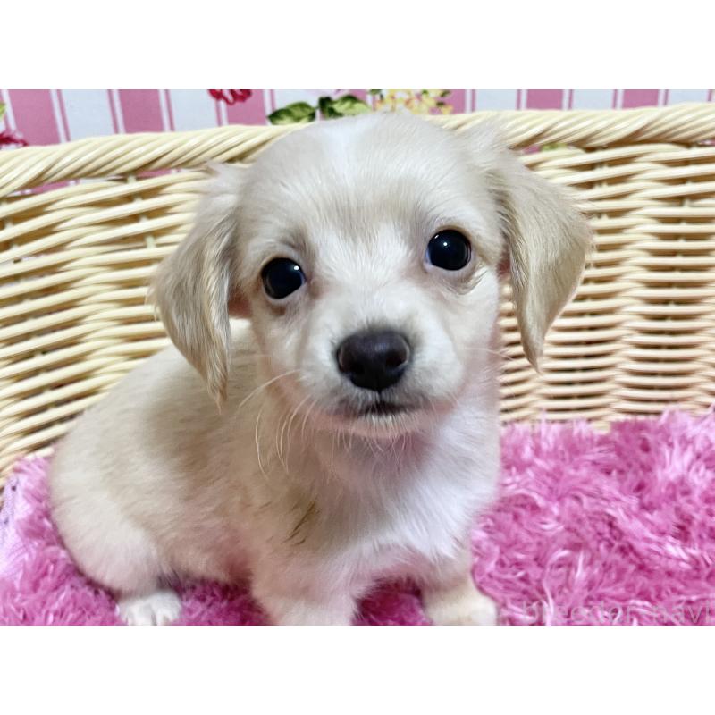 販売中の秋田県のチワックス:チワワ×ミニチュアダックスフンド-424769