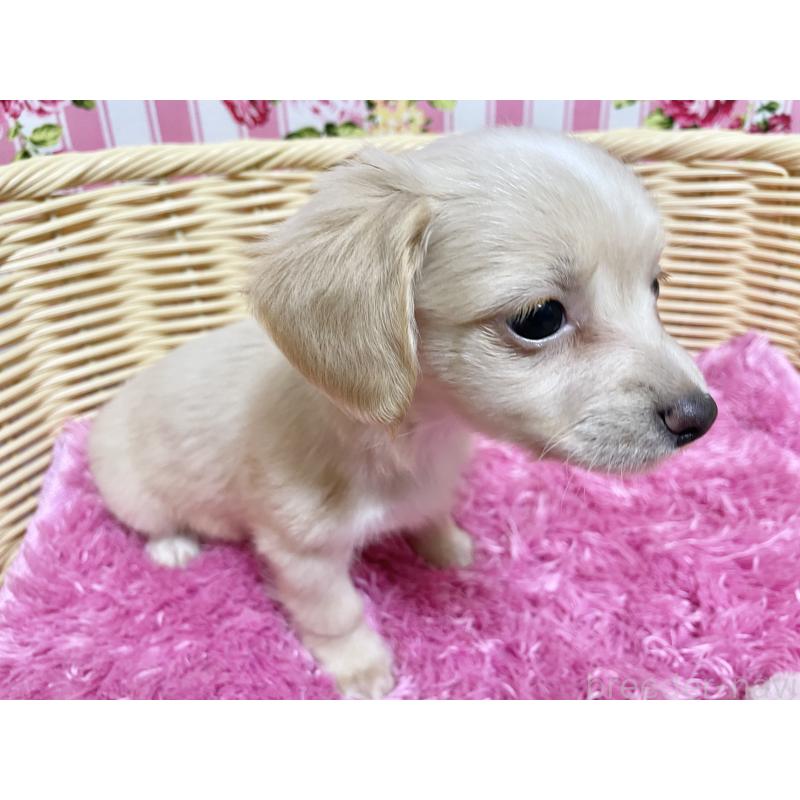 販売中の秋田県のチワックス:チワワ×ミニチュアダックスフンド-424769の9枚目