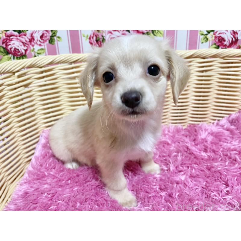 販売中の秋田県のチワックス:チワワ×ミニチュアダックスフンド-424769の8枚目