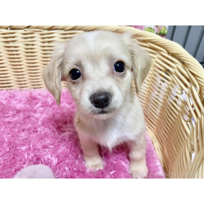 販売中の秋田県のチワックス:チワワ×ミニチュアダックスフンド-424769の7枚目