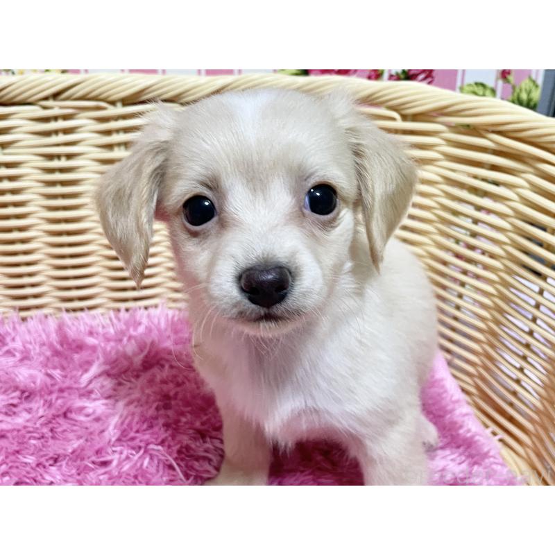 販売中の秋田県のチワックス:チワワ×ミニチュアダックスフンド-424769の6枚目