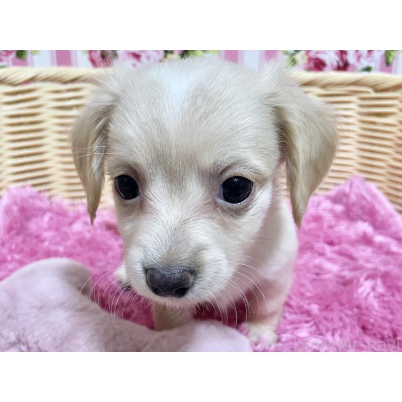 販売中の秋田県のチワックス:チワワ×ミニチュアダックスフンド-424769の5枚目