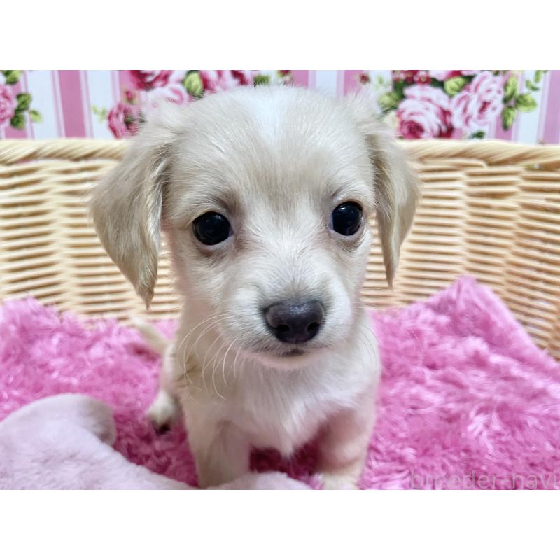 販売中の秋田県のチワックス:チワワ×ミニチュアダックスフンド-424769の4枚目