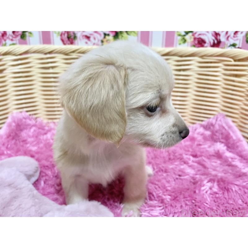 販売中の秋田県のチワックス:チワワ×ミニチュアダックスフンド-424769の3枚目