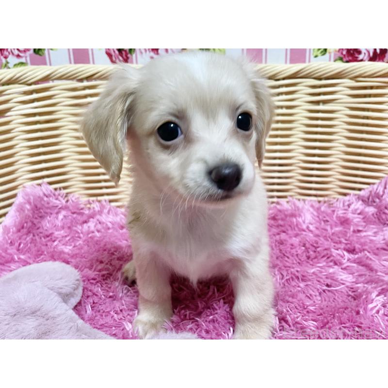 販売中の秋田県のチワックス:チワワ×ミニチュアダックスフンド-424769の2枚目