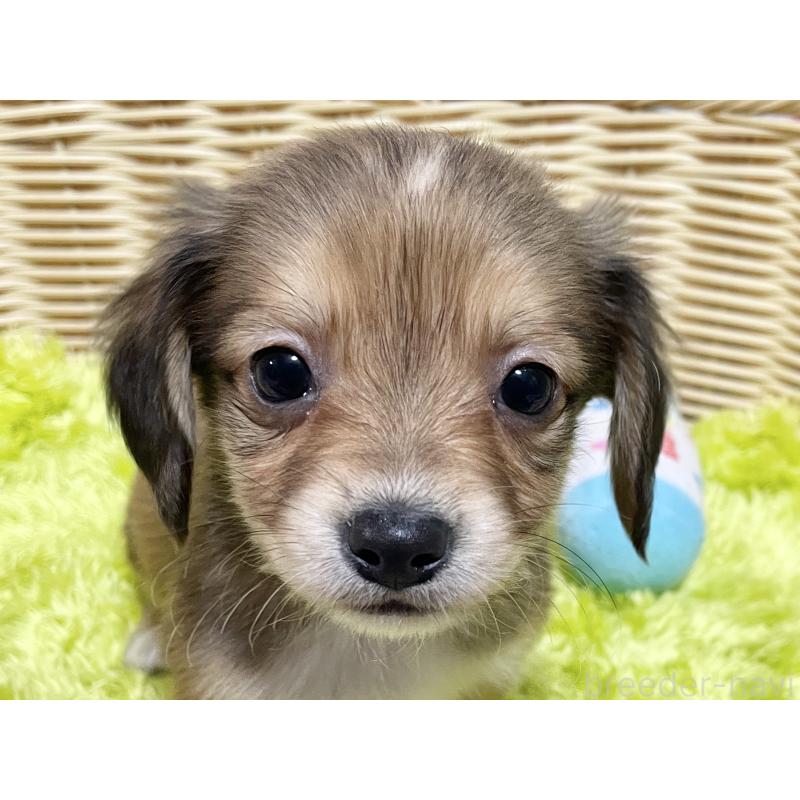 販売中の秋田県のチワックス:チワワ×ミニチュアダックスフンド-424773