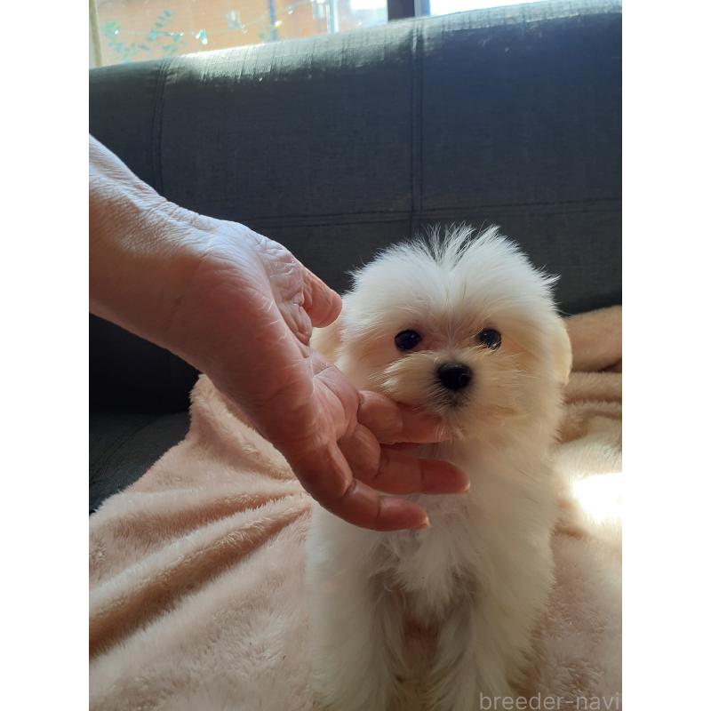 販売中の熊本県のポメマル:ポメラニアン×マルチーズ-426674の2枚目