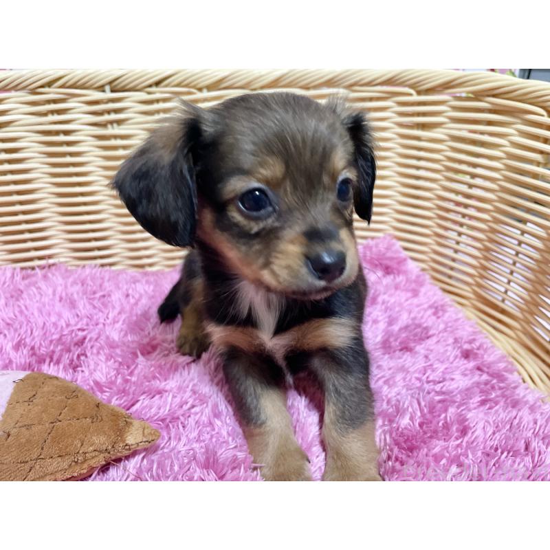 成約済の秋田県のチワックス:チワワ×ミニチュアダックスフンド-424768の11枚目