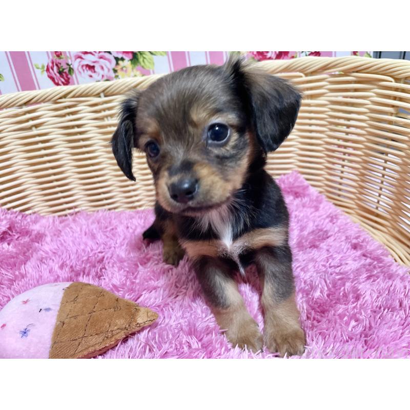 成約済の秋田県のチワックス:チワワ×ミニチュアダックスフンド-424768の8枚目