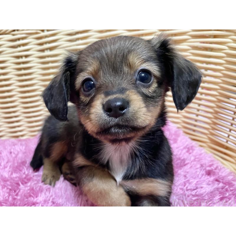 成約済の秋田県のチワックス:チワワ×ミニチュアダックスフンド-424768の7枚目