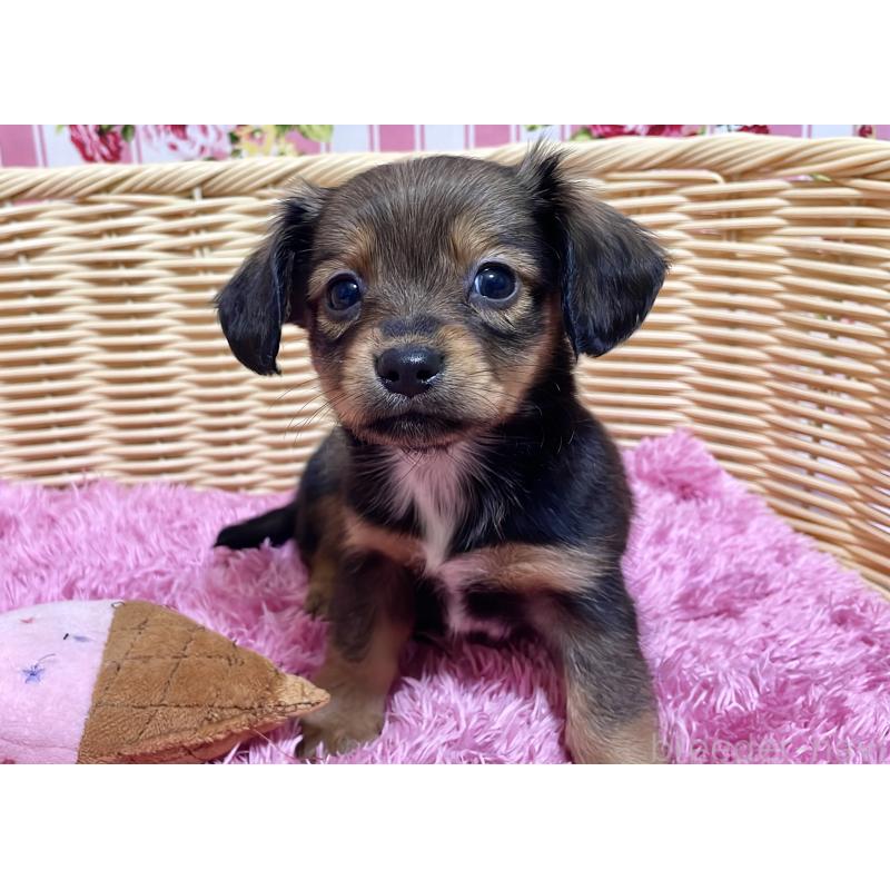 成約済の秋田県のチワックス:チワワ×ミニチュアダックスフンド-424768の6枚目