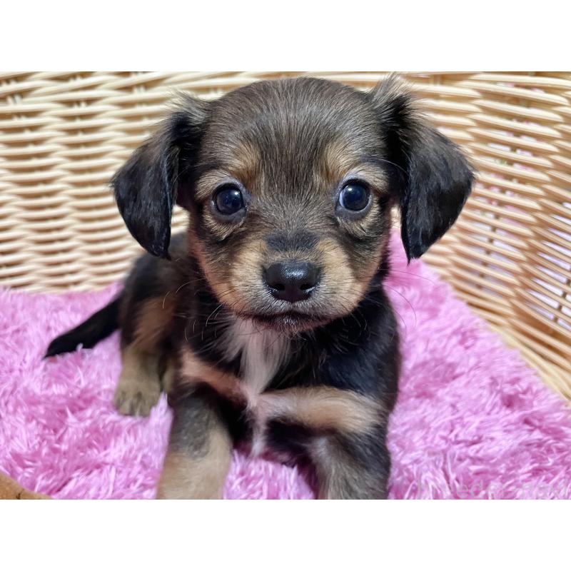 成約済の秋田県のチワックス:チワワ×ミニチュアダックスフンド-424768の5枚目