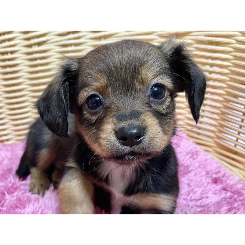 成約済の秋田県のチワックス:チワワ×ミニチュアダックスフンド-424768の1枚目