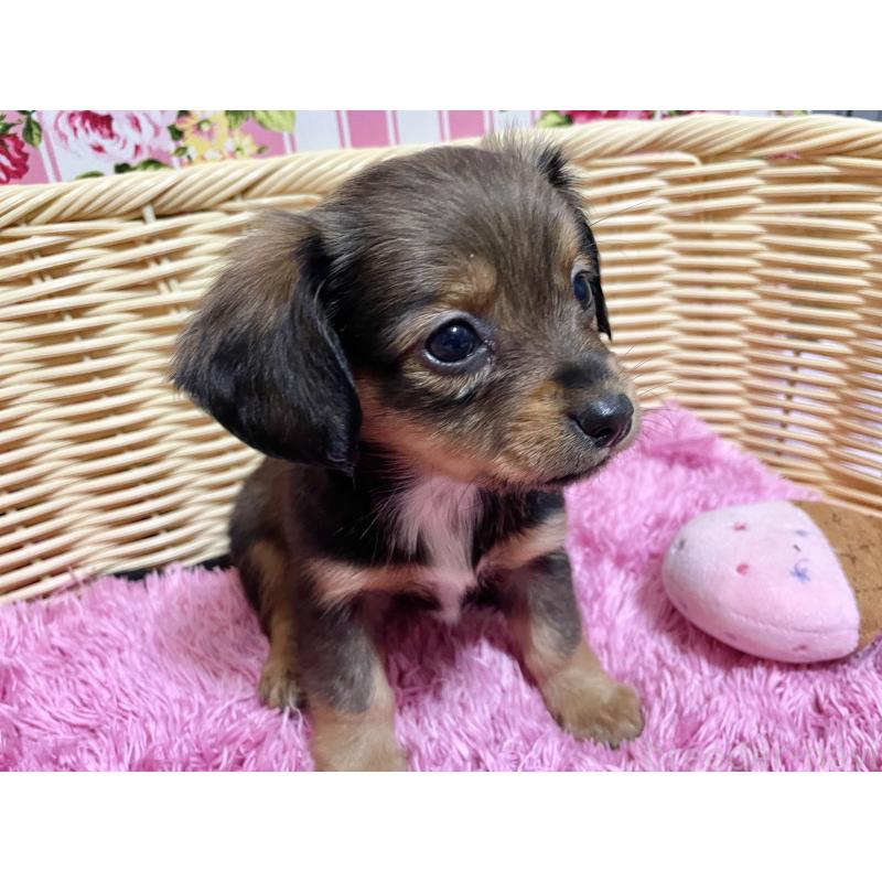 成約済の秋田県のチワックス:チワワ×ミニチュアダックスフンド-424768の4枚目