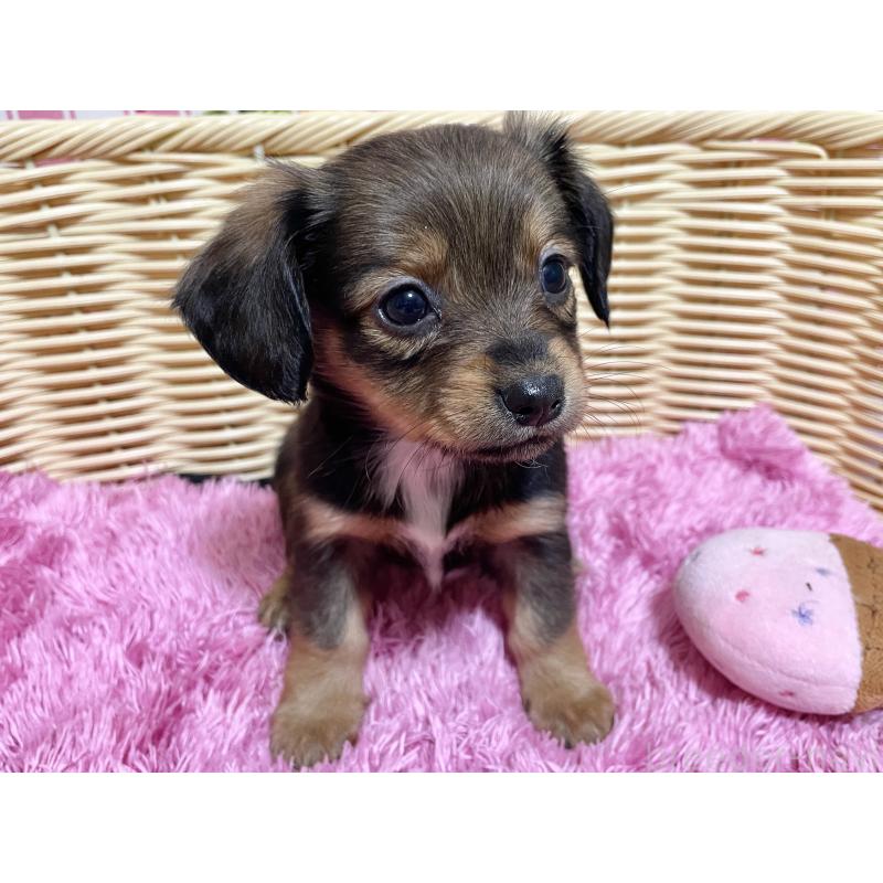 成約済の秋田県のチワックス:チワワ×ミニチュアダックスフンド-424768の3枚目