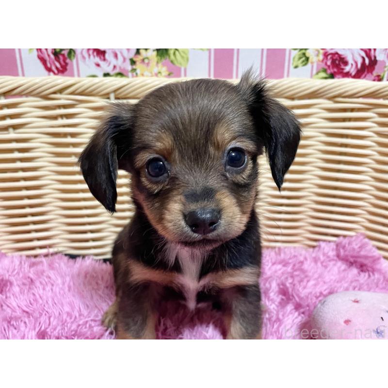 成約済の秋田県のチワックス:チワワ×ミニチュアダックスフンド-424768の2枚目