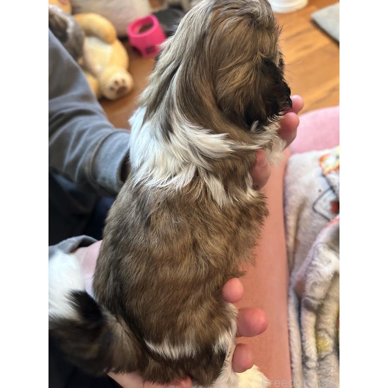 販売中の兵庫県のシーズー-426679の2枚目