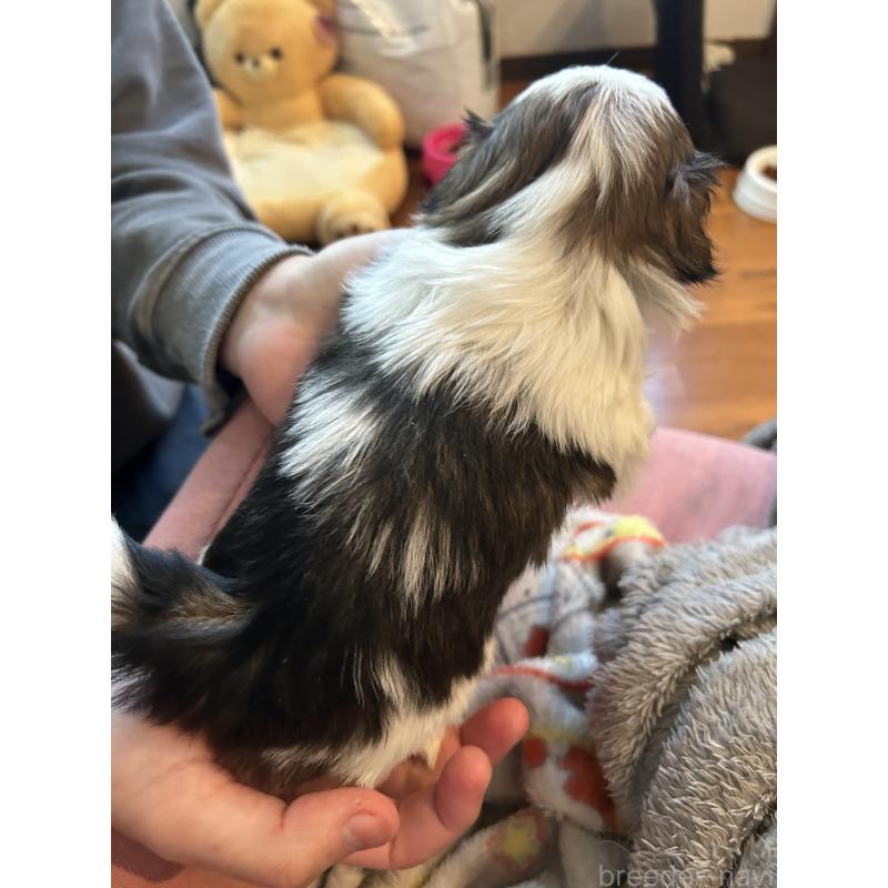 販売中の兵庫県のシーズー-426680の2枚目