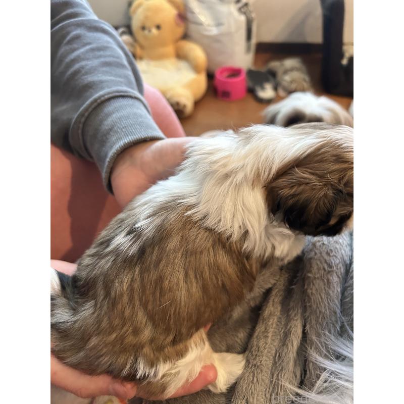 販売中の兵庫県のシーズー-426681の2枚目