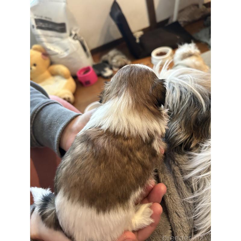 販売中の兵庫県のシーズー-426682の2枚目