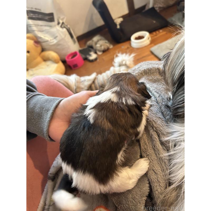 販売中の兵庫県のシーズー-426683の2枚目