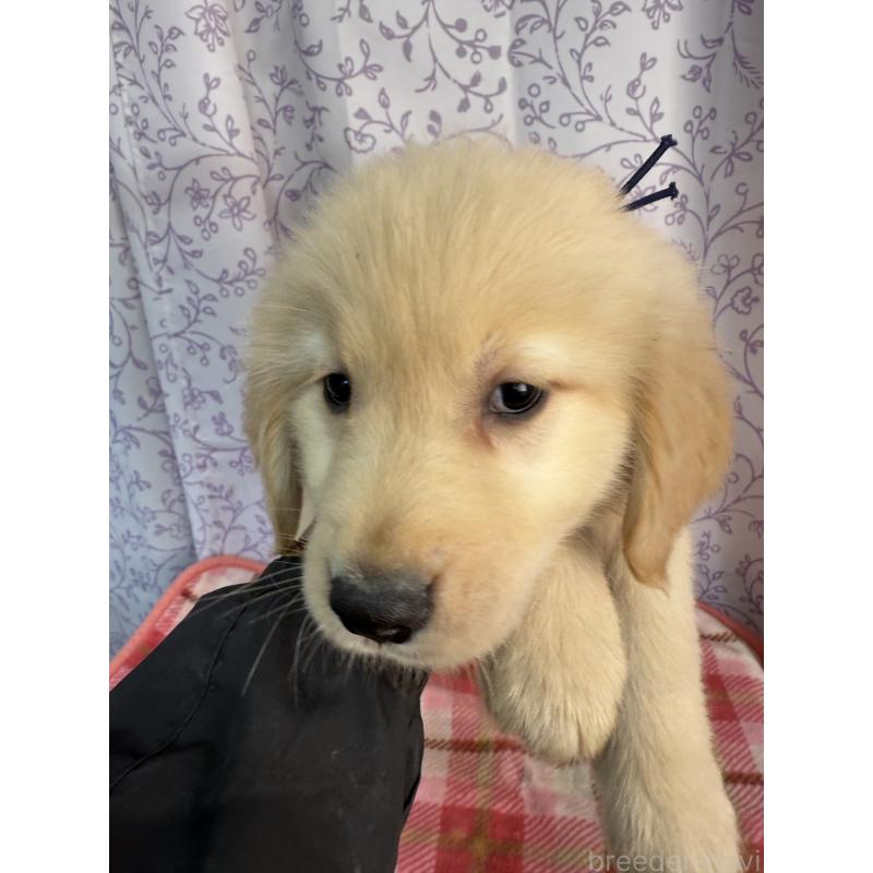 販売中の長野県のゴールデンレトリーバー-426685の4枚目